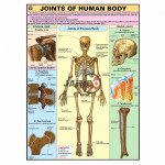 Joints of Human Body Chart